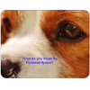 Cavalier King Charles Spaniel Novelty Sign Personal Space