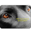 Labrador Novelty Sign Up close and personal Bk